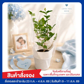 BangkokFlower ต้นมะลิมงคลในถุงรักแม่ - Bangkokflower, ของตกแต่งบ้านตามเทศกาล