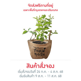 BangkokFlower ต้นมะลิมงคลในถุงกระสอบ Love mom - Bangkokflower, ของตกแต่งบ้านตามเทศกาล