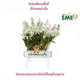 กล้วยไม้หวายจัดรางพลาสติกขาว พร้อมป้ายระบุข้อความ - AIR ORCHIDS, AIR ORCHIDS