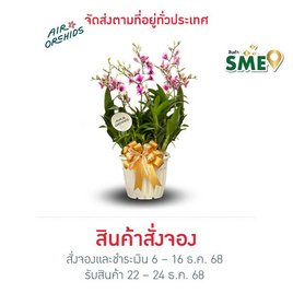 เซตกล้วยไม้หวายแคระ กระถางโรมัน - AIR ORCHIDS