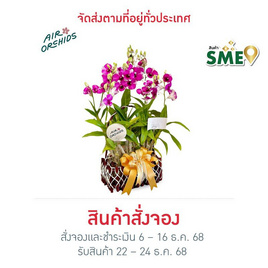 เซตกล้วยไม้หวายทูโทน กระเช้าเล็ก - AIR ORCHIDS