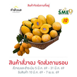 สวนคำลับแล มะยงชิดพันธุ์ทูลเกล้า (14-16 ลูก/กก.) - สวนคำลับแล, สวนคำลับแล