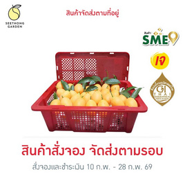 สวนศรีทอง มะยงชิดพันธุ์ทูลเกล้า จ. นครนายก (18-24 ลูก/กก.) 2 กิโลกรัม - สวนศรีทอง, ผลไม้สด