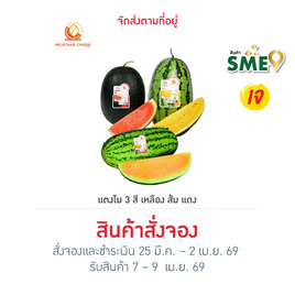 ณิชชา ชามม์ เซตแตงโม 3 สี size M (เหลือง ส้ม แดง) (2.7-3 กก./ลูก) - ณิชชา ชามม์