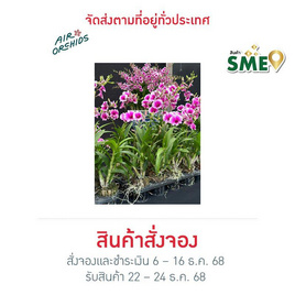 เซตกล้วยไม้หวายญาญ่าขนาด 4 นิ้ว 20 ต้น - AIR ORCHIDS