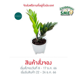 ไร่มีสุข กวักมรกตดำ กระถาง 5 นิ้ว - ไร่มีสุข, ต้นไม้และดอกไม้