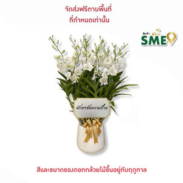 กล้วยไม้หวายกระถางโมเดิร์น 9 นิ้ว พร้อมป้ายระบุข้อความ - AIR ORCHIDS, ต้นไม้และดอกไม้เพื่อใช้ในพิธี