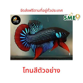 ปลากัดวัชรพล ปลากัดป่าใต้ (เกรด B) โทนเขียว - ปลากัดวัชรพล, สัตว์เลี้ยงอื่นๆ