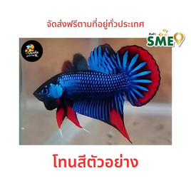 ปลากัดวัชรพล ปลากัดป่าใต้ (เกรด B) โทนน้ำเงิน - ปลากัดวัชรพล, สัตว์เลี้ยง