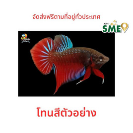 ปลากัดวัชรพล ปลากัดป่าแก้มแดงกระโดงลาย (เกรด B) - ปลากัดวัชรพล, สัตว์เลี้ยงอื่นๆ