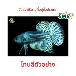 ปลากัดวัชรพล ปลากัดป่าเอเลี่ยน (เกรด B) โทนเขียว - ปลากัดวัชรพล, ปลาสวยงาม