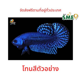 ปลากัดวัชรพล ปลากัดป่าเอเลี่ยน (เกรด B) โทนน้ำเงิน - ปลากัดวัชรพล, สัตว์เลี้ยงอื่นๆ