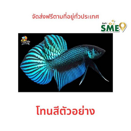 ปลากัดวัชรพล ปลากัดป่ามหาชัย (เกรด B) โทนเขียว - ปลากัดวัชรพล, สัตว์เลี้ยงอื่นๆ