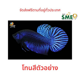 ปลากัดวัชรพล ปลากัดป่ามหาชัย (เกรด B) โทนน้ำเงิน - ปลากัดวัชรพล, ปลาและสัตว์น้ำ