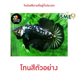 ปลากัดวัชรพล Black Samurai (เกรด B) - ปลากัดวัชรพล, ปลากัดไทย SIAMESE Fighting Fish