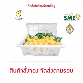 สวนศรีทอง มะยงชิดพันธุ์ทูลเกล้า GI จ.นครนายก ไซซ์ XL (16-18 ลูก/กก.) - สวนศรีทอง, อาหารสด ผัก ผลไม้และเบเกอรี่