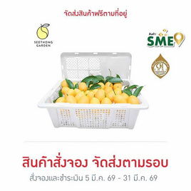 สวนศรีทอง มะยงชิดพันธุ์ทูลเกล้า GI จ.นครนายก ไซซ์ XL (16-18 ลูก/กก.) - สวนศรีทอง, ร่วมอุดหนุนสินค้า SME