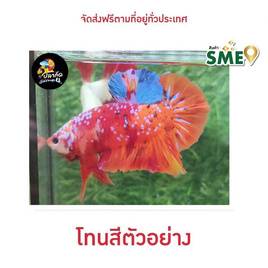 ปลากัดวัชรพล Galaxy Red (เกรด B) โทนสีแดง - ปลากัดวัชรพล, ปลากัดไทย SIAMESE Fighting Fish