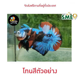 ปลากัดวัชรพล Galaxy Red (เกรด B) โทนสีดำ-แดง - ปลากัดวัชรพล, ปลากัดไทย SIAMESE Fighting Fish