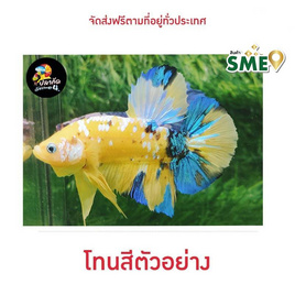 ปลากัดวัชรพล Galaxy Yellow (เกรด B) - ปลากัดวัชรพล, สัตว์เลี้ยงอื่นๆ