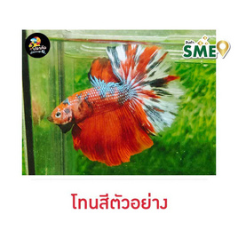 ปลากัดวัชรพล Half Moon Nemo Galaxy (เกรด B) - ปลากัดวัชรพล, ปลากัดวัชรพล