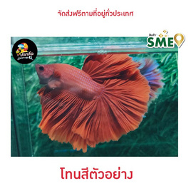 ปลากัดวัชรพล Half moon super red (เกรด VIP) - ปลากัดวัชรพล, ปลาและสัตว์น้ำ