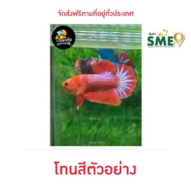 ปลากัดวัชรพล Hell Boy Red (เกรด B) - ปลากัดวัชรพล, ปลากัดไทย SIAMESE Fighting Fish