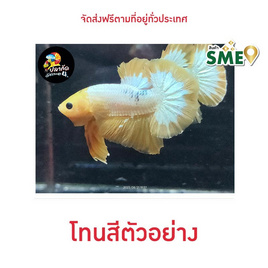 ปลากัดวัชรพล Hell Boy Yellow (เกรด B) - ปลากัดวัชรพล, ปลากัดไทย SIAMESE Fighting Fish