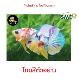 ปลากัดวัชรพล Nemo Candy (เกรด A) - ปลากัดวัชรพล, ปลาและสัตว์น้ำ