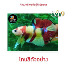 ปลากัดวัชรพล Nemo Galaxy เบสเหลือง (เกรด A) - ปลากัดวัชรพล, ปลากัดวัชรพล