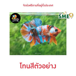 ปลากัดวัชรพล Nemo Galaxy (เกรด B) โทนสีส้ม - ปลากัดวัชรพล, ปลาและสัตว์น้ำ