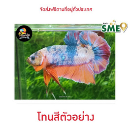 ปลากัดวัชรพล Nemo Galaxy Giant (เกรด B) - ปลากัดวัชรพล, ปลากัดวัชรพล