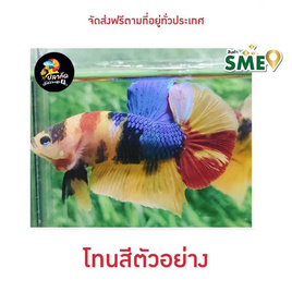 ปลากัดวัชรพล Nemo Multi Colour (เกรด A) - ปลากัดวัชรพล, สัตว์เลี้ยงอื่นๆ