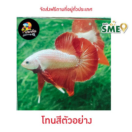 ปลากัดวัชรพล Red Dargon (เกรด B) - ปลากัดวัชรพล, ปลากัดวัชรพล