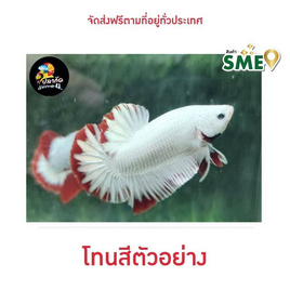 ปลากัดวัชรพล Red Dargon Snow (เกรด B) - ปลากัดวัชรพล, สัตว์เลี้ยงอื่นๆ