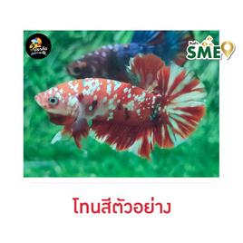 ปลากัดวัชรพล Red Galaxy Copper Gold (เกรด A) - ปลากัดวัชรพล, สัตว์เลี้ยง