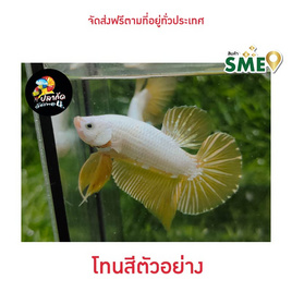 ปลากัดวัชรพล Yellow Dargon (เกรด B) - ปลากัดวัชรพล, ปลาและสัตว์น้ำ