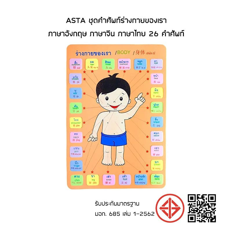 ASTA ชุดคำศัพท์ร่างกายของเรา ภาษาอังกฤษ ภาษาจีน ภาษาไทย 26 คำศัพท์