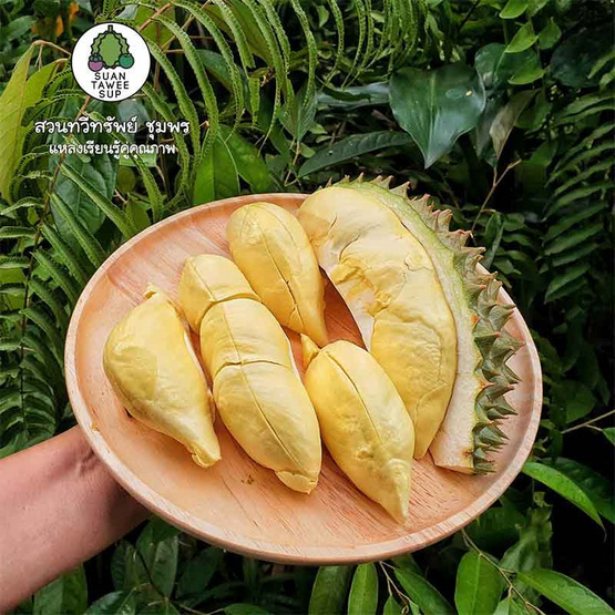 สวนทวีทรัพย์ ทุเรียนหมอนทอง ไซส์ S (3 kg) สวนทวีทรัพย์ ทุเรียนหมอนทอง ไซส์ S (3 kg)