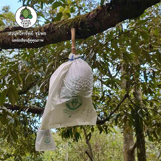 สวนทวีทรัพย์ ทุเรียนหมอนทอง ไซส์ S (3 kg) สวนทวีทรัพย์ ทุเรียนหมอนทอง ไซส์ S (3 kg)