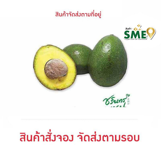 ไร่ชรินทร์พรรณ อะโวคาโด พันธุ์บัคคาเนีย 1 กก. ไร่ชรินทร์พรรณ อะโวคาโด พันธุ์บัคคาเนีย 1 กก.