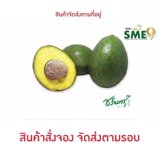 ไร่ชรินทร์พรรณ อะโวคาโด พันธุ์บัคคาเนีย 3 กก. ไร่ชรินทร์พรรณ อะโวคาโด พันธุ์บัคคาเนีย 3 กก.