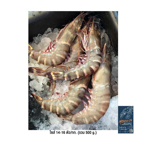 สุดทะเล กุ้งลายเสือขนาดใหญ่ ไซส์ 14-16 ตัว/กก. (รวม 500 g.)