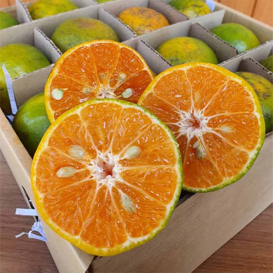 ส้มสายน้ำผึ้ง เบอร์ 84 กล่อง 5 กก. สวนร่มเกล้า ส้มสายน้ำผึ้ง เบอร์ 84 กล่อง 5 กก. สวนร่มเกล้า