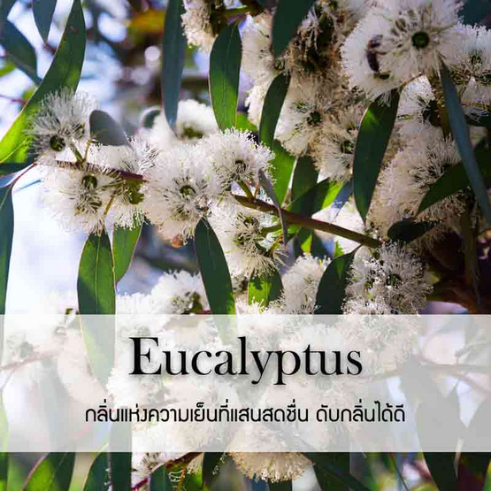 พฤกษา สปา น้ำมันหอมระเหยเอสเซนเชียลออยล์ 15 มล. Eucalyptus