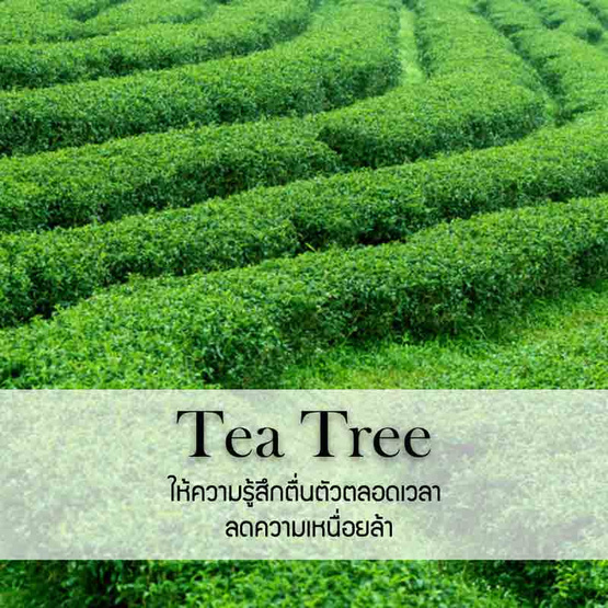 พฤกษา สปา น้ำมันหอมระเหยเอสเซนเชียลออยล์ 15 มล. Tea Tree