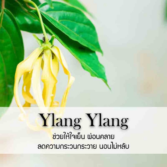 พฤกษา สปา น้ำมันหอมระเหยเอสเซนเชียลออยล์ 15 มล. Ylang Ylang