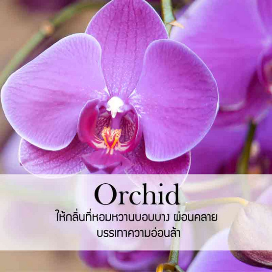 พฤกษา สปา น้ำมันหอมระเหยอโรม่าออยล์ 30 มล. Orchid