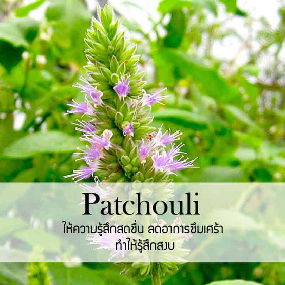 พฤกษา สปา น้ำมันหอมระเหยอโรม่าออยล์ 30 มล. Patchouli