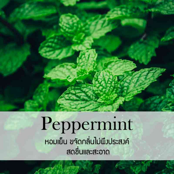 พฤกษา สปา น้ำมันหอมระเหยอโรม่าออยล์ 30 มล. Peppermint